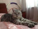Потерялся кот в Кемерово фотография