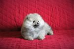 Шпиц померанский миниатюрный, разные окрасы. (3 фотографии)